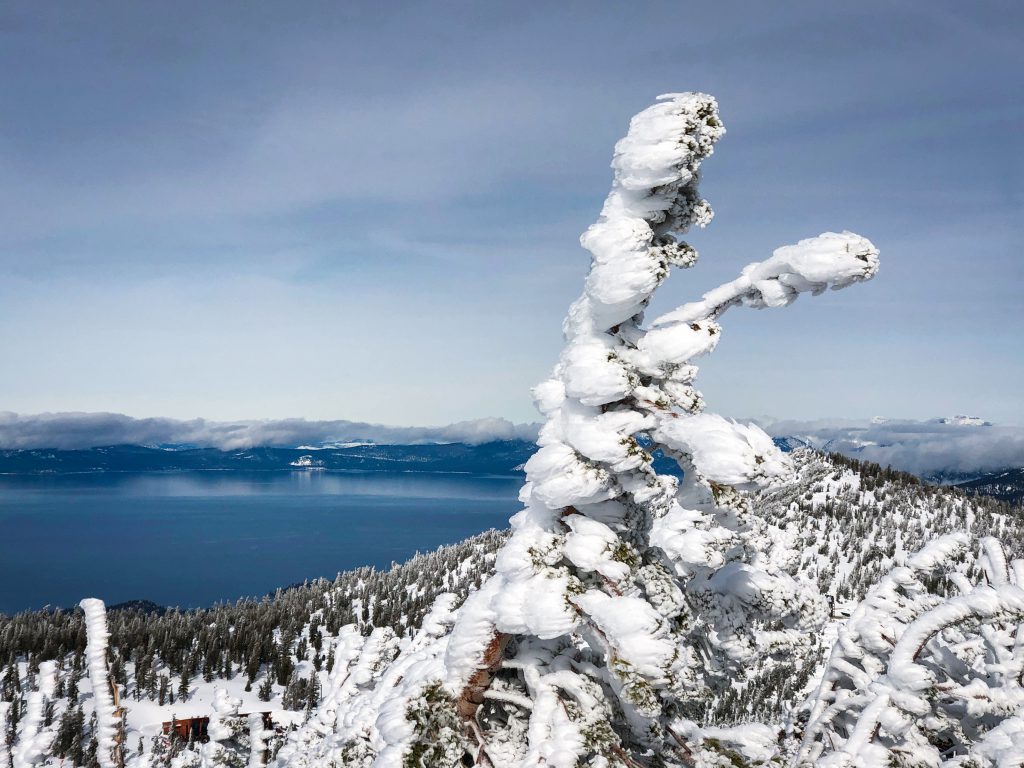 Snow covered trees