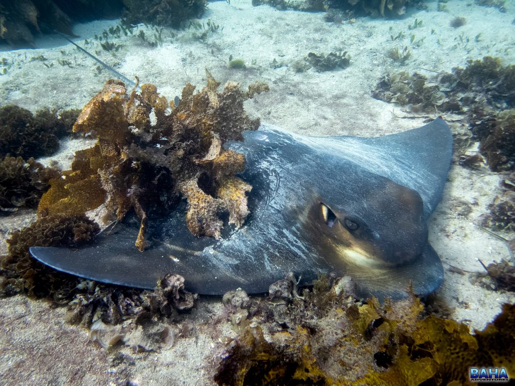 Southern Eagle Ray