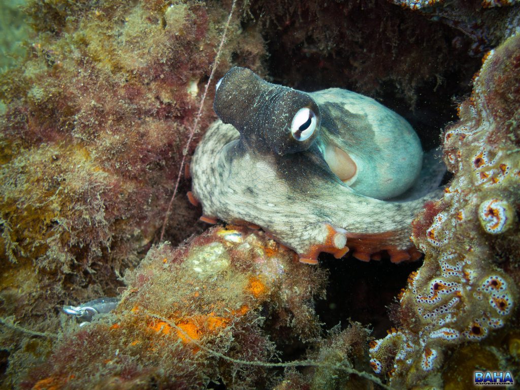 A common Sydney octopus