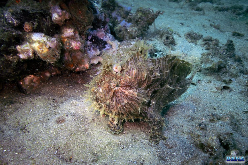 A striate anglerfish (hairy frogfish) at Clifton Gardens