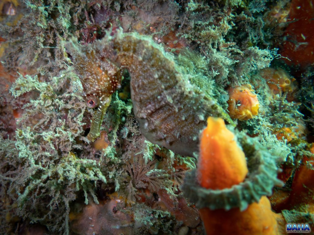 A White's seahorse